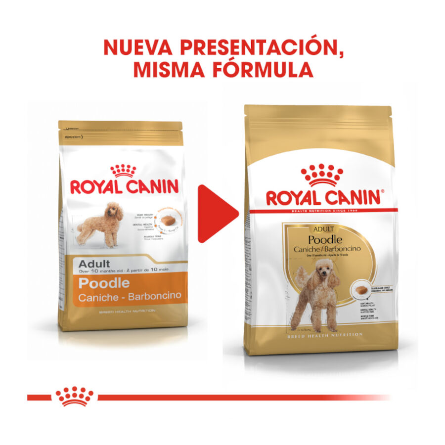 Royal Canin Adult Poodle pienso para perros, , large image number null